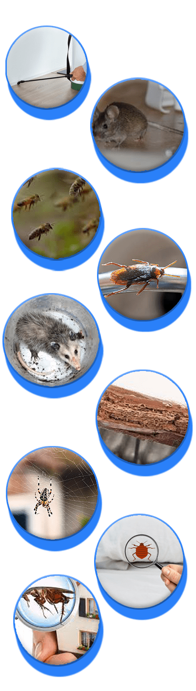 Types of Pest We Remove and Control in Kardinya